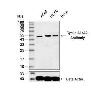 Cyclin A2抗体 (YA3336)