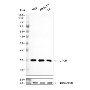 CRCP抗体 (YA3350)