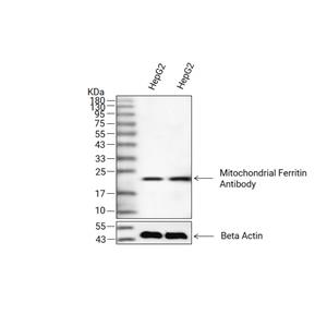 Mitochondrial Ferritin抗体 (YA3353)