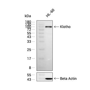 Klotho抗体 (YA3355)
