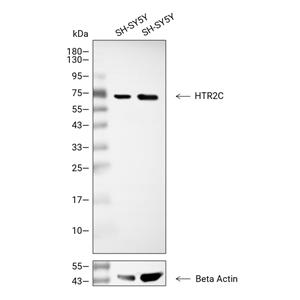 HTR2C抗体 (YA3364),HTR2C Antibody (YA3364)