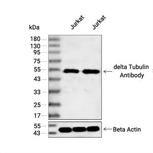 delta Tubulin抗体