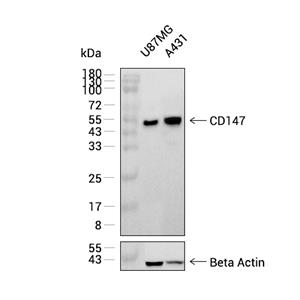 CD147抗体 (YA3422)