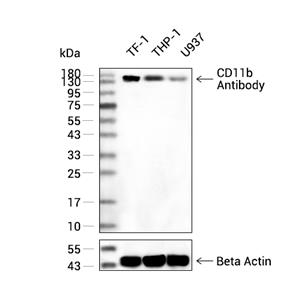 CD11b抗体 (YA3423),CD11b Antibody (YA3423)