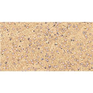 GRP78 BiP抗体 (YA5433)