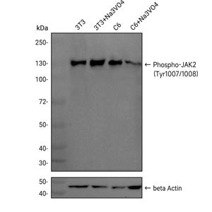 Phospho-JAK2 (Tyr1007/1008)抗体 (YA6449)