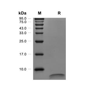 NRG1-beta 1蛋白, Human