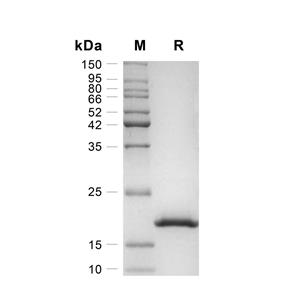 IFN-alpha 2/IFNA2蛋白, Mouse