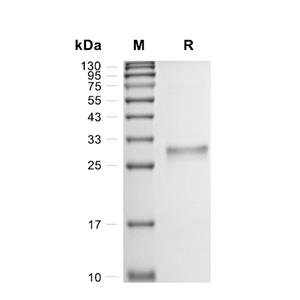 Noggin蛋白, Mouse (CHO)