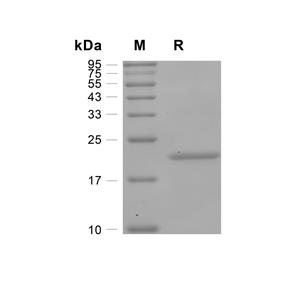 LIF蛋白, Mouse,LIF Protein, Mouse