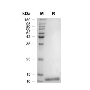 MCP-1/CCL2蛋白, Mouse