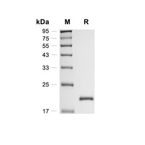 KGF/FGF-7蛋白, Mouse