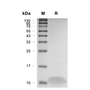 IP-10/CRG-2/CXCL10蛋白, Mouse