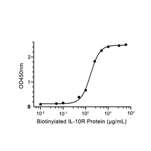 IL-10蛋白, Human (CHO)