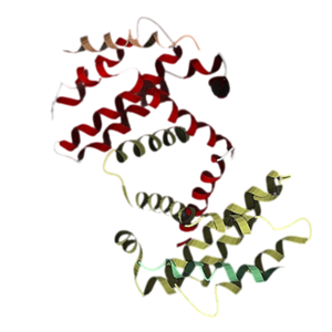 重组人Bcl-XL蛋白