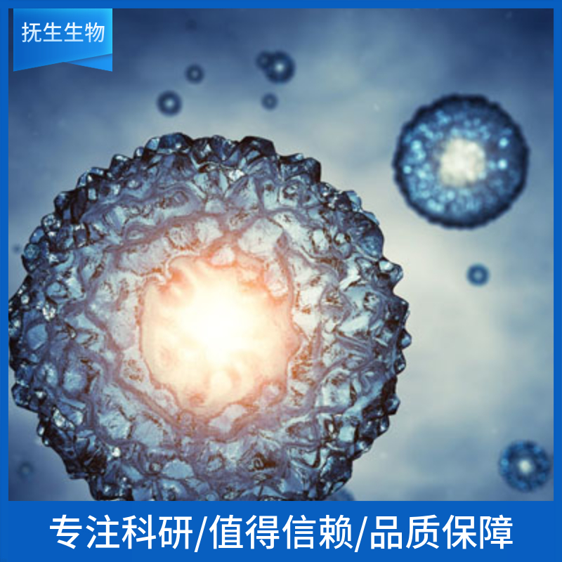 人肝癌细胞+LUC;SK-HEP-1-LUC,SK-HEP-1-LUC