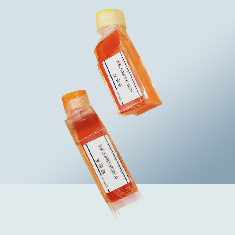 SW1417细胞（人结肠直肠腺癌细胞）,SW1417