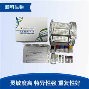 人精氨酸脱羧酶(ADC）elisa定量试剂盒