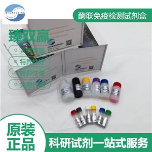 人p11 ELISA试剂盒