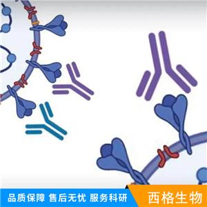 HER2单克隆抗体,C-erbB-2/HER2 Mouse mAb