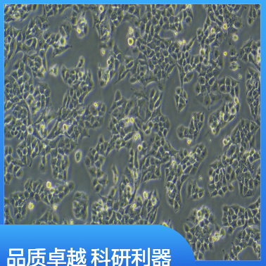 日本长耳兔肺成纤维细胞RabbitL2,RabbitL2