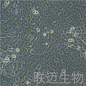 T98G细胞（脑胶质瘤细胞STR鉴定正确）LM8C0583