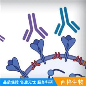 Bcl-2同源拮抗剂抗体,Bak Rabbit pAb