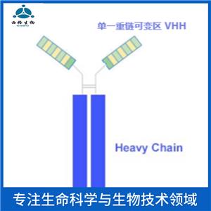 Bcl-2同源拮抗剂抗体,Bak Rabbit pAb