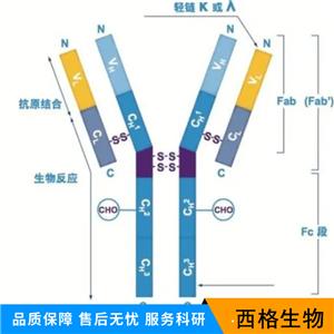 5脂氧合酶激活蛋白抗体