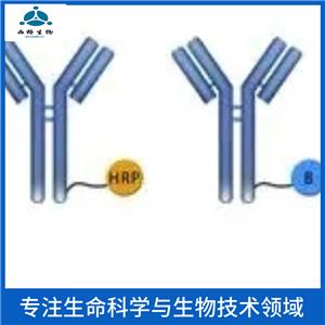 KLB蛋白抗体,KLB Rabbit pAb