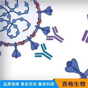 5脂氧合酶激活蛋白抗体,ALOX5AP Rabbit pAb