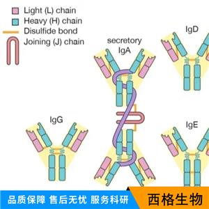 Ⅲ型纤维连接蛋白域蛋白1抗体