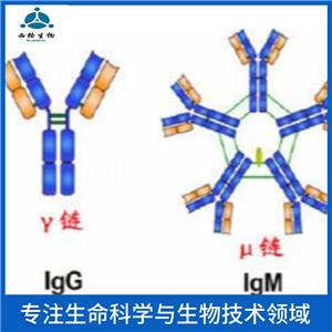 MSH同源蛋白1样蛋白抗体,MSX1 Rabbit pAb