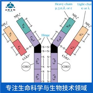 MSH同源蛋白1样蛋白抗体,MSX1 Rabbit pAb