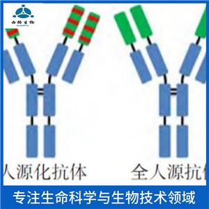 MSH同源蛋白1样蛋白抗体,MSX1 Rabbit pAb