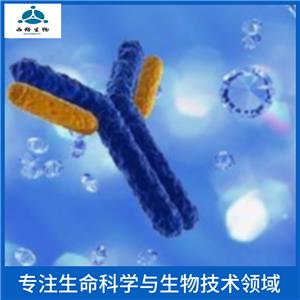 FRA-1蛋白抗体,FRA1/FOSL1 Rabbit pAb