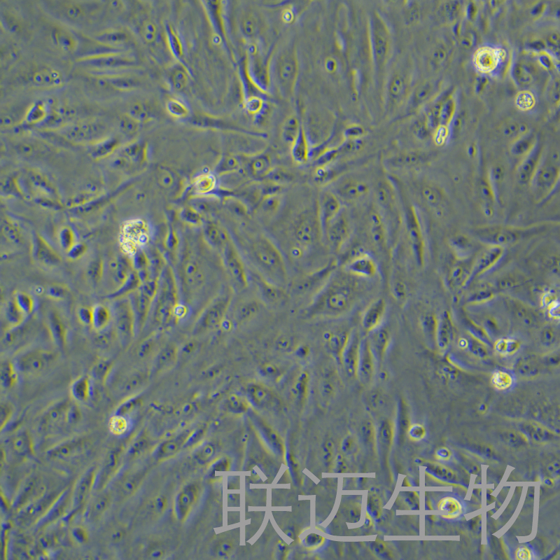 BS-C-1细胞（非洲绿猴肾细胞）LM8C0039,BS-C-1