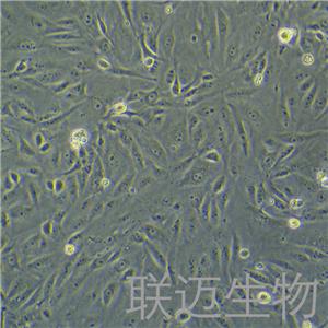 BS-C-1细胞（非洲绿猴肾细胞）LM8C0039