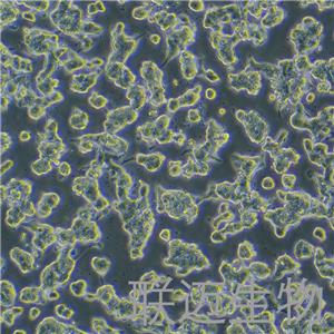 SNU-719细胞（胃癌细胞）LM8C0633