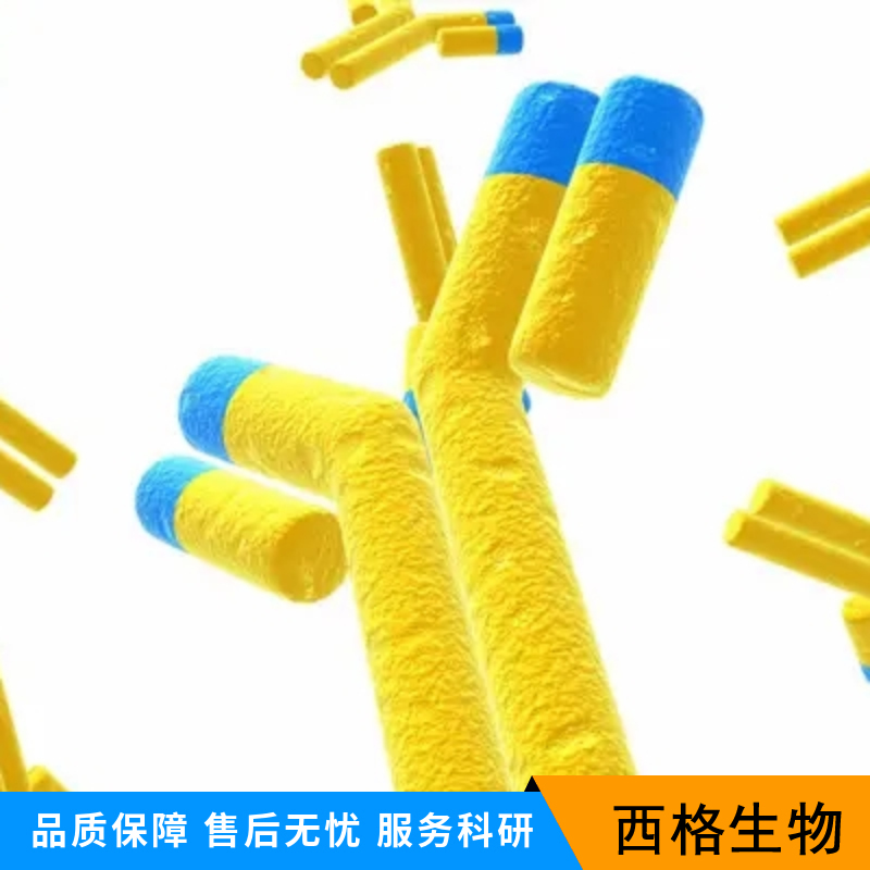 KLB蛋白抗体,KLB Rabbit pAb