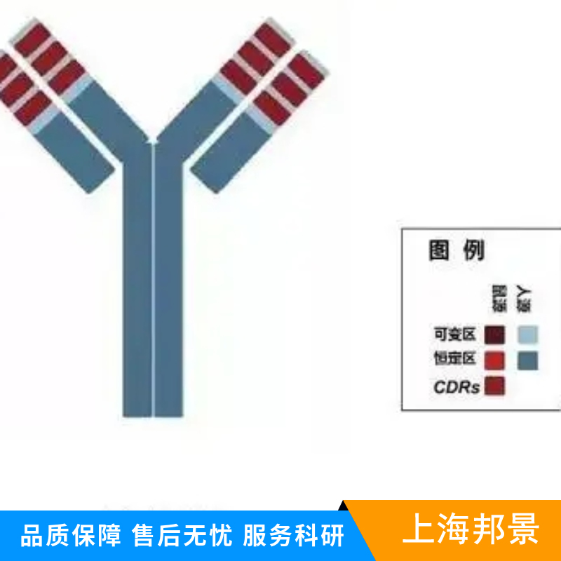 cGMP依赖性蛋白激酶1抗体,cGKI Rabbit pAb