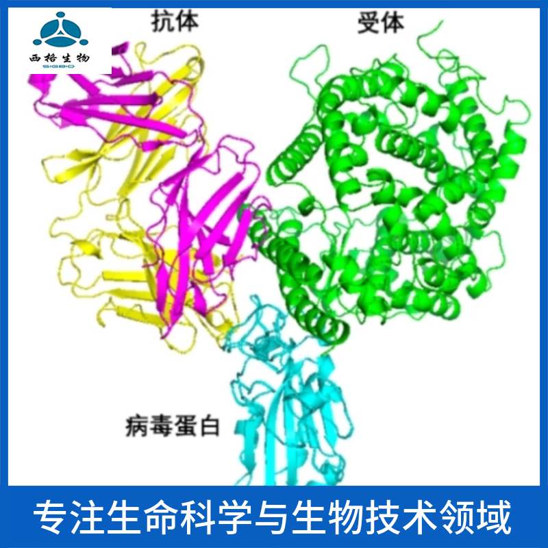 GDNF家族受体α-1抗体,GDNFRA Rabbit pAb