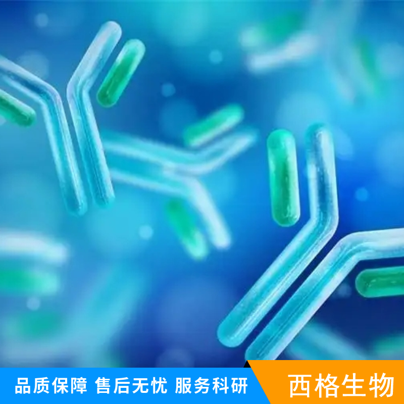 GLP-1单克隆抗体,GLP-1(1G9) Mouse mAb