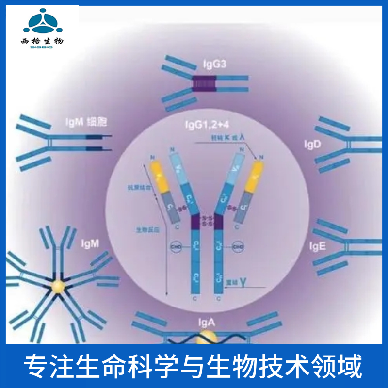 C型凝集素结构域家族5成员A抗体,CLEC5A Rabbit pAb