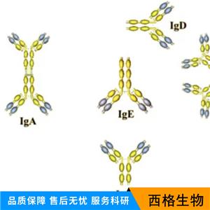 JDP2蛋白抗体,JDP2 Rabbit pAb