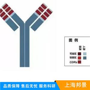 cGMP依赖性蛋白激酶1抗体,cGKI Rabbit pAb