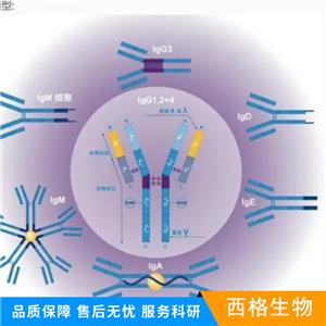 HER2单克隆抗体,C-erbB-2/HER2 Mouse mAb