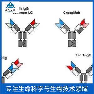 HERC6 E3泛素蛋白连接酶抗体