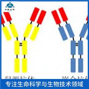 HERC6 E3泛素蛋白连接酶抗体,HERC6 Rabbit pAb