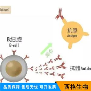 GLP-1单克隆抗体,GLP-1(1G9) Mouse mAb
